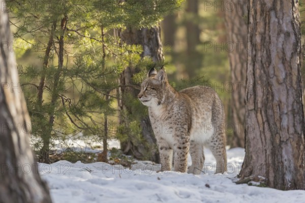 One young male Eurasian lynx, (Lynx lynx), standing on a snow covered forest ground in early morning light