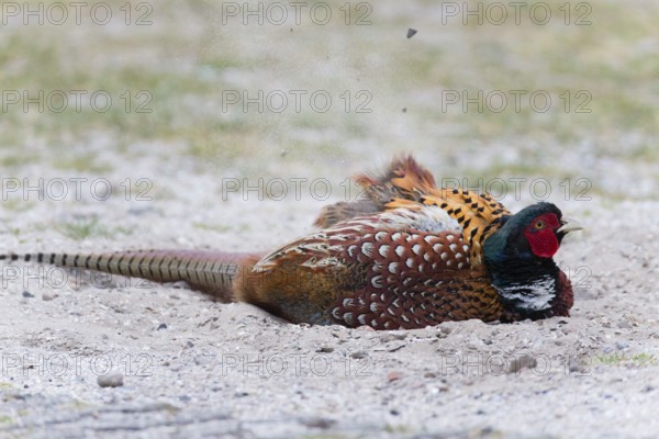 Common pheasant (Phasianus colchicus), Ring-necked pheasant, cock or male bird, taking a dust bath at the side of a track, Texel, Holland