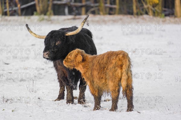 A highland cow (Bos primigenius taurus) and her calf stand at the edge of a forest on a snow-covered pasture