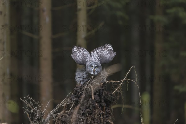 One great grey owl (Strix nebulosa) flying through a spruce forest