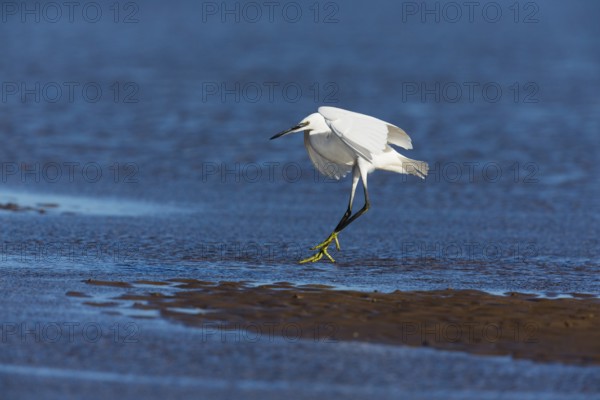 Little Egret (Egretta garzetta), adult bird in flight, about to land on mudflats, North Sea, Holy Island, Northumberland, England, United Kingdom, Europe