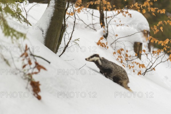 One young European badger (Meles meles) walking through a ravine in deep snow
