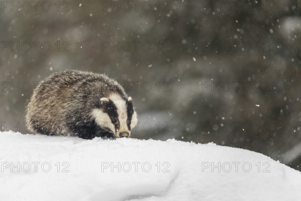 One young European badger (Meles meles) walking through deep snow during snow fall