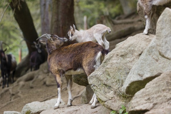 A female bezoar ibex (Capra aegagrus aegagrus) stands together with her goatling on a rock