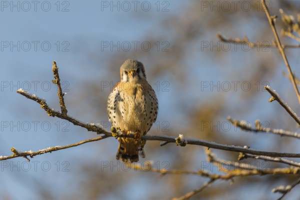 One American kestrel (Falco sparverius) sitting on a twig in early morning light with a blue sky in the background