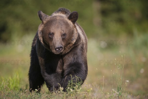 European brown bear or Eurasian brown bear (Ursus arctos arctos), male brown bear in a forest clearing, animal portrait