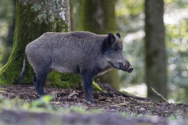 Wild boar (Sus scrofa), Vulkaneifel, Rhineland-Palatinate, Germany, Europe