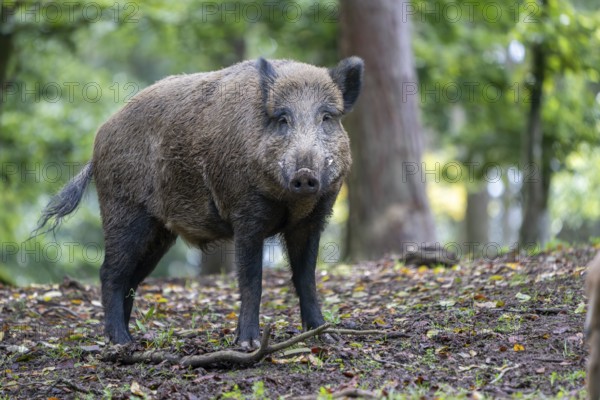 Wild boar (Sus scrofa), boar, Vulkaneifel, Rhineland-Palatinate, Germany, Europe