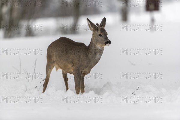 One young male Roe Deer, Roe buck (Capreolus capreolus), walking through deep snow. Trees in the background