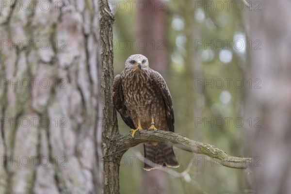 One black kite (Milvus migrans) sitting on a branch of a tree in a forest