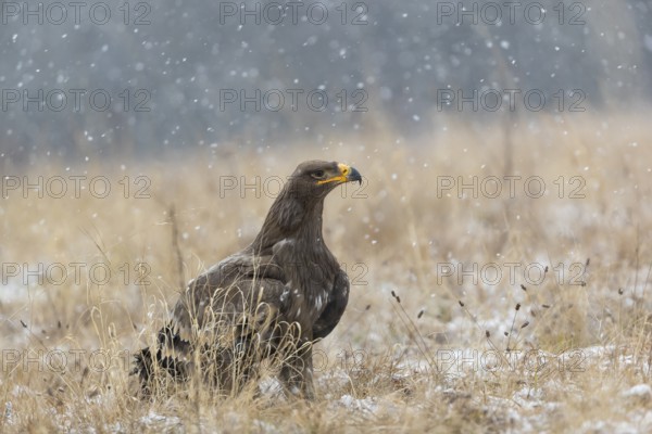One steppe eagle, Aquila nipalensis, sitting on a snowy meadow during snowfall. Trees and grass in the background