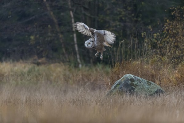 One Siberian Eagle Owl (Bubo bubo sibiricus) flying over tall reed grass lakeshore on an autumnal misty cold morning