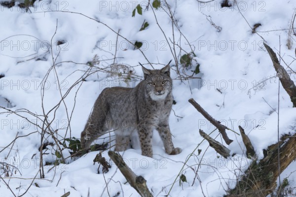 One Eurasian lynx, Lynx lynx, walking in snow covered forest on hilly ground
