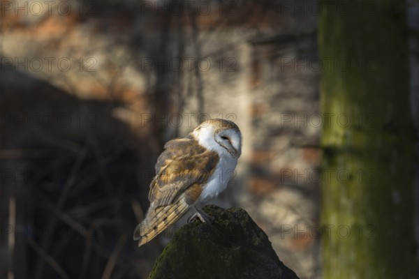 One barn owl (Tyto alba) sitting on top of a tree stump. Spotlight on the bird and a wall of a ruin in the background