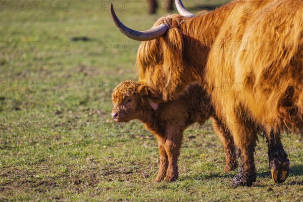 One Highland cow (Bos (primigenius) taurus) stands on a meadow and licks her calf clean
