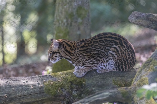 One Ocelot, Leopardus pardalis, resting on a fallen tree with green vegetation in the background