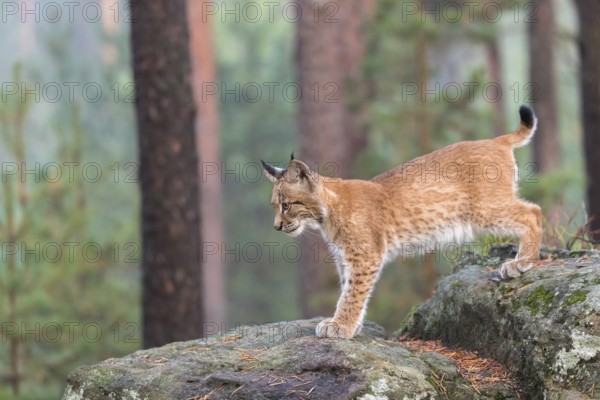 One young Eurasian lynx, (Lynx lynx), walking over a rock in a forest. Early morning light at sunrise. Trees in the background