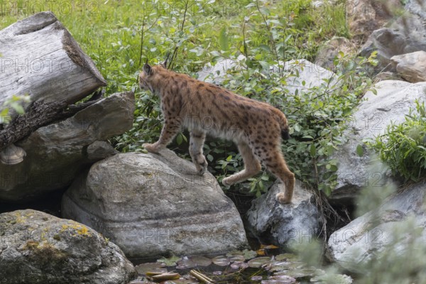 One Eurasian lynx, (Lynx lynx), walking between rocks and some green vegetation. Sideview