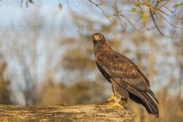 One golden eagle (Aquila chrysaetos) sitting on a broken and rotting log with fall foliage in the background