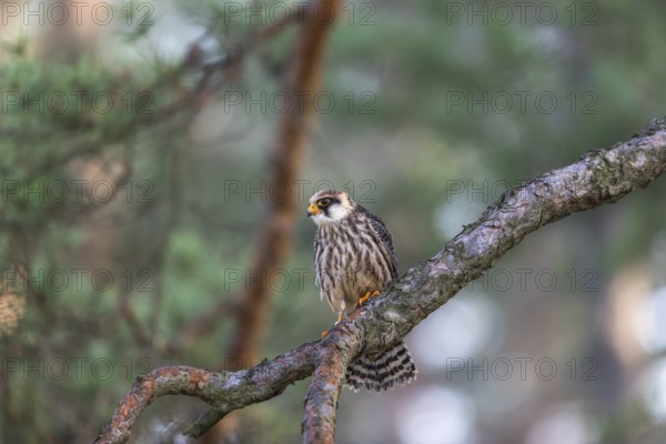 One female red-footed falcon (Falco vespertinus) sitting on a twig of a tree in a forest. Green vegetation in the background