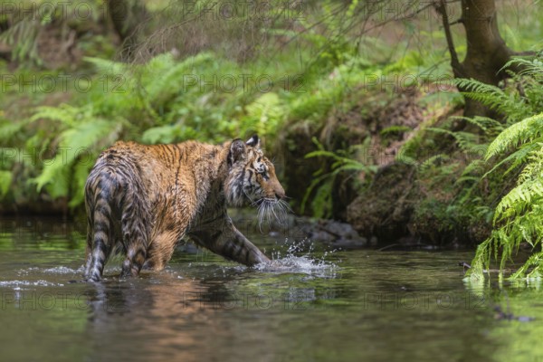 One young female Siberian Tiger, Panthera tigris altaica, walking thru the cool fresh water of a creek deep in a forest