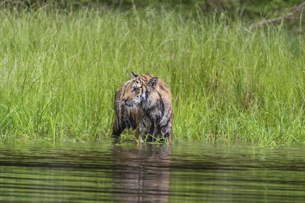 One young female Siberian Tiger, Panthera tigris altaica, running thru the shallow water of a pond with reed grass in the background