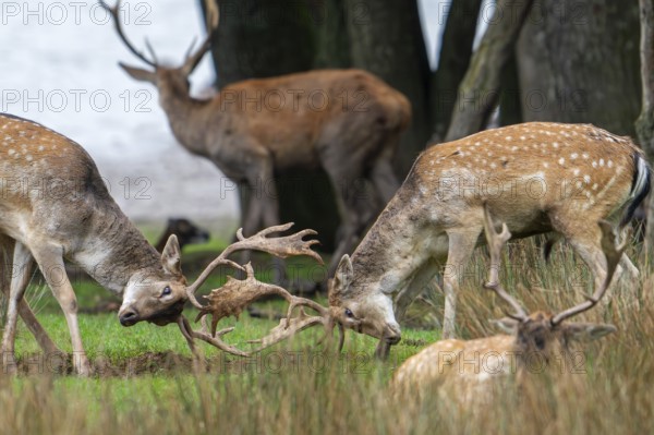 Two European fallow deer (Dama dama) bucks, males fighting by locking antlers on lake shore during the autumn rut in October