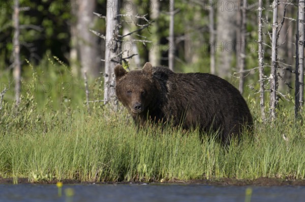 Brown bear (Ursus arctos) in the Finnish taiga, Kuusamo, Finland, Europe