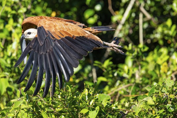 Black-collared hawk (Busarellus nigricollis) Pantanal Brazil