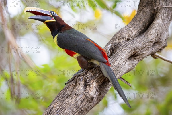 Chestnut-eared aracari (Pteroglossus castanotis) Pantanal Brazil#