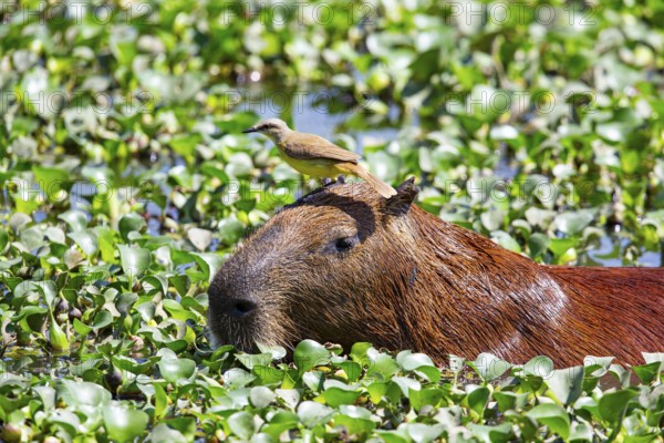 Capybara (Hydrochaeris hydrochaeris) Pantanal Brazil