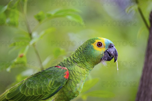 Blue-fronted Amazon (Amazona aestiva (Pantanal Brazil
