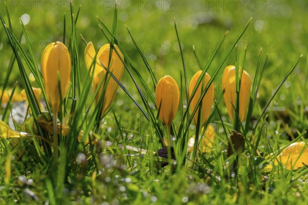 Yellow crocuses (Crocus) with raindrops, Palatinate, Rhineland-Palatinate, Germany, Europe