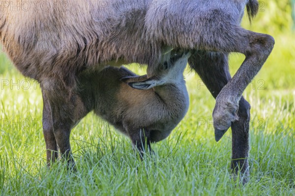 One adult female chamois (Rupicapra rupicapra) suckles her baby standing on a meadow