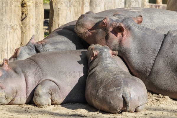 A group of hippos (Hippopotamus amphibius) resting on a sandy riverbank in an enclosure
