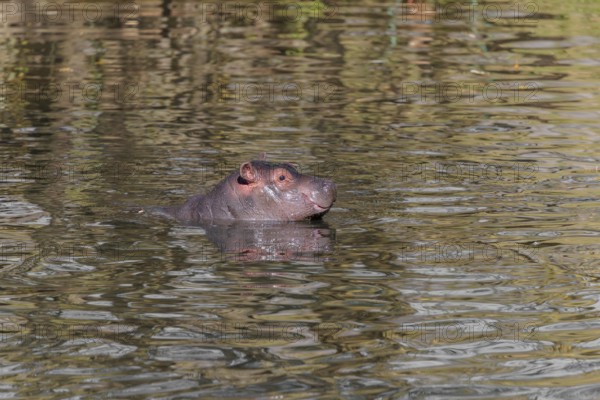 A baby hippopotamus (Hippopotamus amphibius) swimming in a river