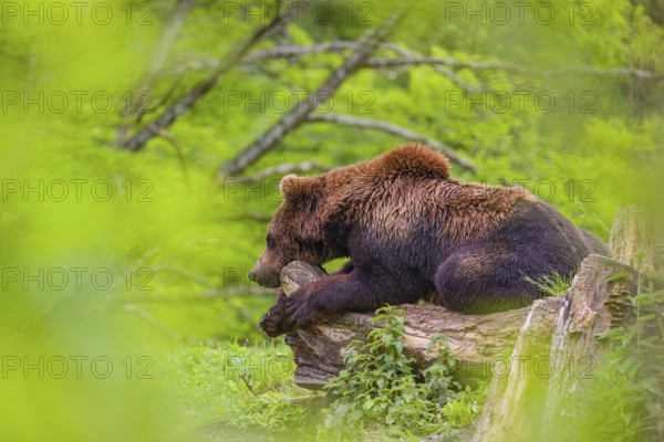 A young male (Ursus arctos arctos) rests on a hilltop on a rotting tree, framed by fresh green leaves
