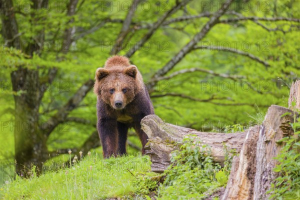 A young male (Ursus arctos arctos) stands on a hilltop behind a rotting tree