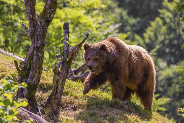An adult female brown bear (Ursus arctos arctos) walks up a hill between dead trees