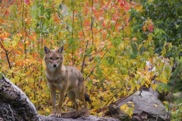 One golden jackal (Canis aureus) stands on a fallen tree trunk. Behind him is a tree in intense autumn colours