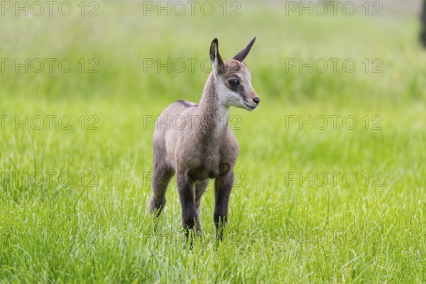 One young Chamois (Rupicapra rupicapra) standing on a fresh green meadow