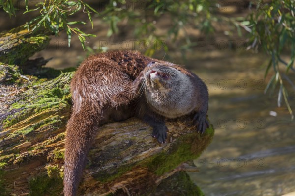 One Eurasian otter (Lutra lutra), rests on a log lying in the water