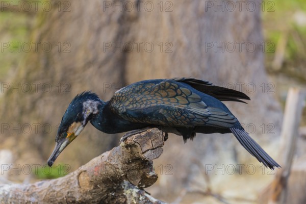 Great cormorant, Phalacrocorax carbo, sits on a branch