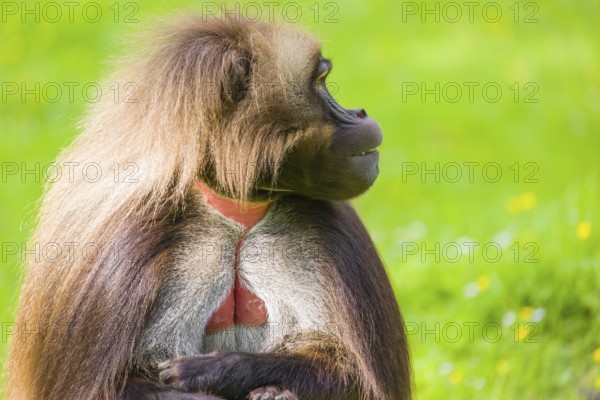 Portrait of an adult male Gelada (Theropithecus gelada), or bleeding-heart monkey, resting on a green meadow