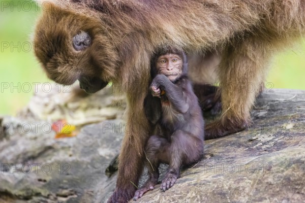 A baby Gelada (Theropithecus gelada), or bleeding-heart monkey, stays in close contact to his mother