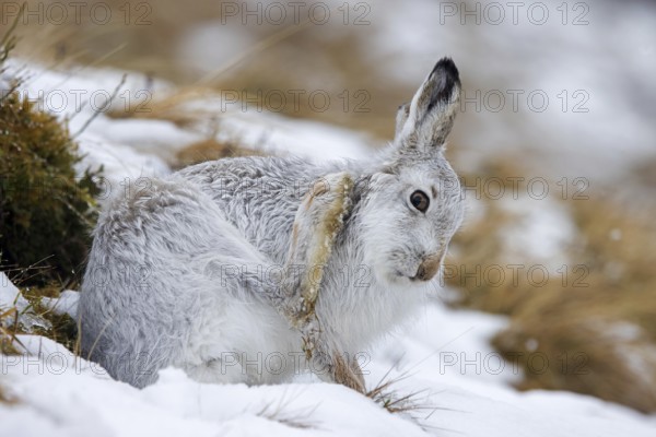 Mountain hare, alpine hare, snow hare (Lepus timidus) in white winter pelage grooming fur in late winter, early spring, Highlands, Scotland, United Kingdom, Europe