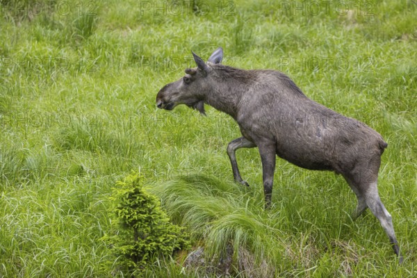 One adult male moose or elk, Alces alces, walking over a meadow with tall fresh green grass