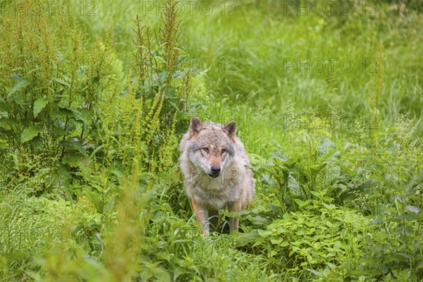 A submissive eurasian gray wolf (Canis lupus lupus) anxiously watches the higher-ranking wolves