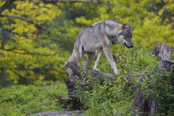 A eurasian gray wolf (Canis lupus lupus) runs on a hill with a colourful fall foliage in the background