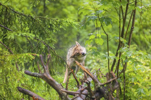 A female eurasian gray wolf (Canis lupus lupus) stands on a meadow on a hill and shakes off the rain of its fur